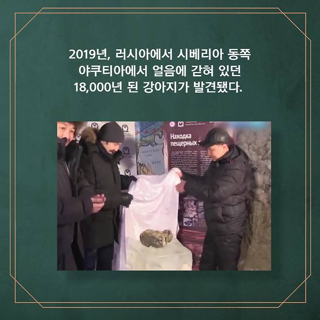 2019년, 러시아에서 시베리아 동쪽 야쿠티아에서 얼음에 갇혀 있던 18,000년 된 강아지가 발견됐다.