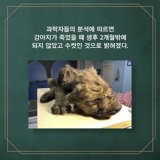 과학자들의 분석에 따르면 강아지가 죽었을 을때생 생후 2개월밖에 되지 않았고 수컷인 것으로 밝혀졌다.