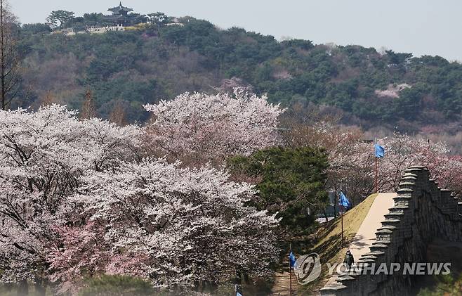 수원 화성 [연합뉴스 자료사진. 재판매 및 DB 금지]