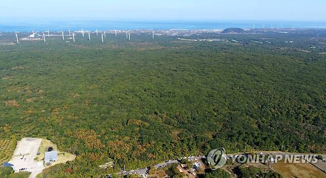 제주 선흘리 동백동산 일대 [연합뉴스 자료사진]