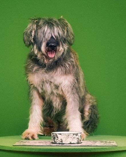 반려동물을 위한 의류와 액세서리 뿐 아니라 먹이 그릇, 침대 등 라이프스타일 제품도 출시했다. [사진 구찌]