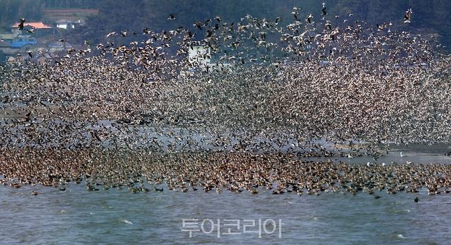 서천 유부도에 날아든 철새무리./사진=충남연구원