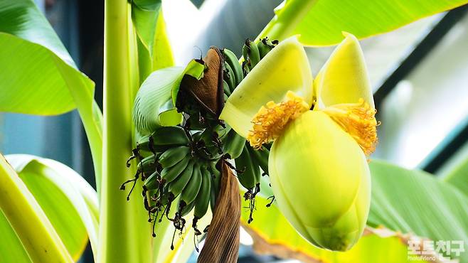바나나나무꽃