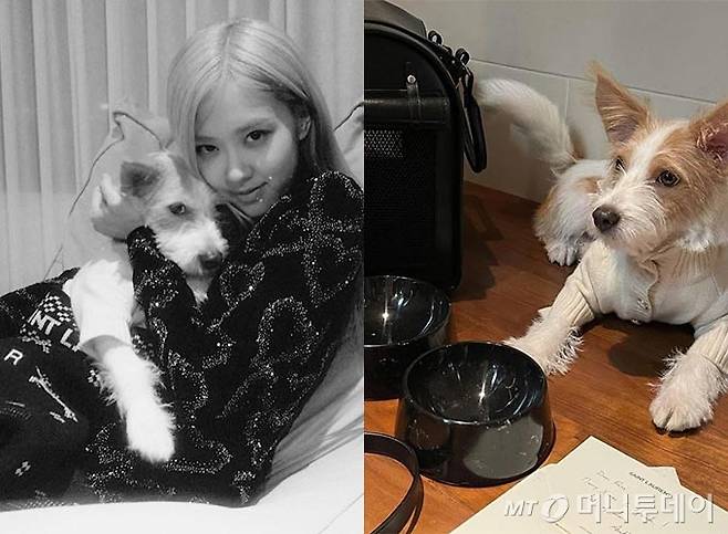 그룹 블랙핑크 로제와 그의 반려견 행크/사진=로제, 행크 인스타그램