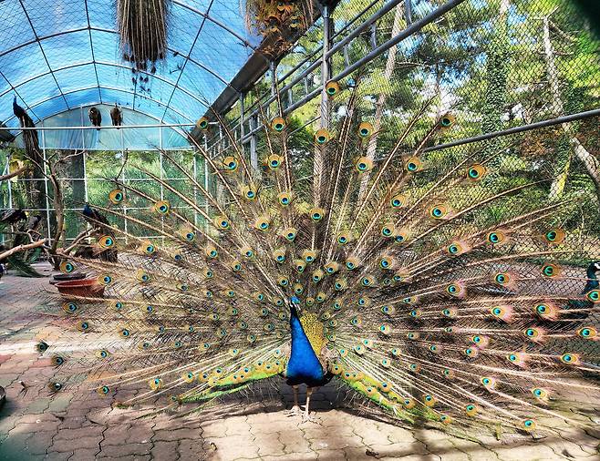 한림공원 공작, 나래를 편 이유는?