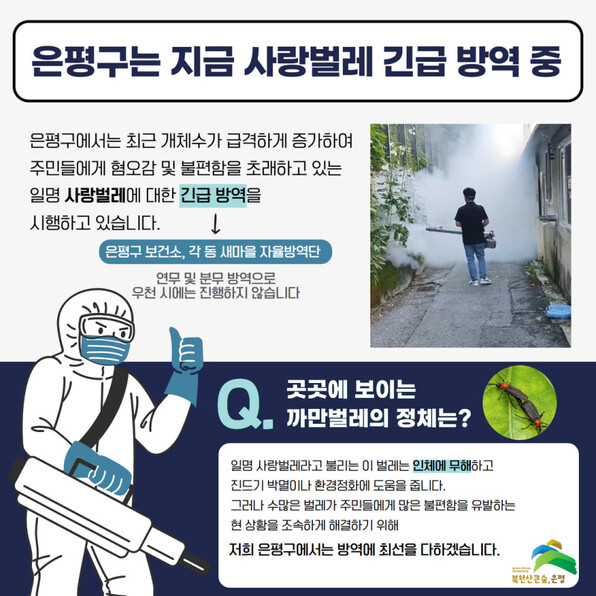 서울 은평구청은 ‘사랑벌레(러브버그)’에 대해 긴급 방역을 시행한다고 밝혔다. 은평구청 제공