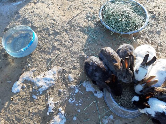 인천 송도 토끼섬에서 제대로 관리받지 못한 채 살고 있던 토끼들 모습. 추위에 마실 물은 꽁꽁 얼어 있다. 토끼보호연대 제공