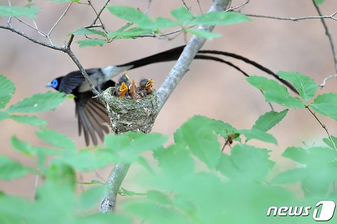 경북 포항시에 있는 야산에서 멸종위기야생동식물 II급인 긴꼬리딱새의 육추(育雛)장면이 포착됐다. 사진은 지난 6월 28일 촬영했으며 둥지 보호를 위해 이소가 끝난 후 올린다.세계자연보존연맹 적색자료목록 NT(준위협동)으로 구분된 긴꼬리딱새는 참새목 까치딱새과로 5월 중 3~5개의 알을 낳고 약 10일 정도 알을 품는다.2022.7.4/뉴스1 © News1 최창호 기자