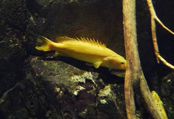 쏘가리의 돌연변이인 황쏘가리는 주로 강원도 화천에 서식한다.