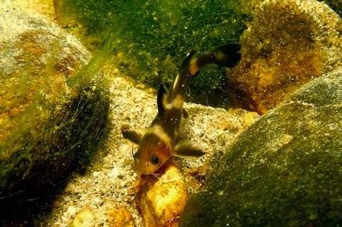 꼬치동자개는 물이 맑고 자갈이 있는 하천의 중상류에 서식한다. 김병직, 국립생물자원관