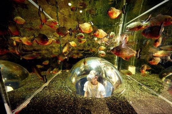 다누리아쿠아리움에서는 해외에서 서식 중인 민물고기들도 살펴볼 수 있다. 아메리카·아프리카·아시아의 열대 기후 지역에 서식하는 담수어인 시클리드 2종 교배를 통해 만들어진 관상어인 혈앵무를 관찰 중인 민유빈 학생기자.