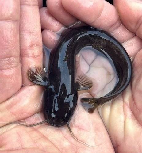 남한강 계곡 유역에 사는 미유기는 한국 고유종으로 한강·금강·영산강·섬진강·낙동강 등 하천의 중·상류에서 많이 발견된다. 김병직, 국립생물자원관