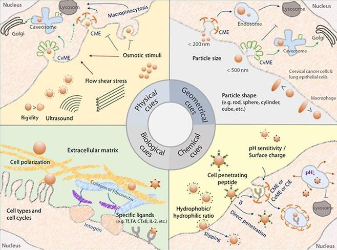 고분자 유전자 전달체의 세포 내 진입과 endocytosis 기전 조절에 영향을 주는 요소의 모식도. 사진 서울대 *재판매 및 DB 금지