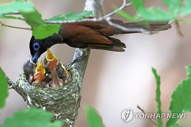 수컷보다 꼬리가 짧은 긴꼬리딱새 암컷 (포항=연합뉴스) 손대성 기자 = 지난달 28일 경북 포항 야산에서 환경부 멸종위기 야생생물 2급인 긴꼬리딱새(삼광조) 암컷이 새끼에게 먹이를 주고 있다.
    새끼 긴꼬리딱새는 지난 2일 다 자라서 둥지를 떠났다. 2022.7.4