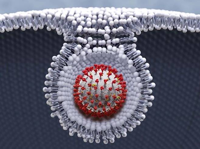 세포 내로 진입하는 신종 코로나바이러스 입자(그래픽) [미국 퍼시픽 노스웨스트 국립 연구소 Michael Perkins. 재판매 및 DB 금지]