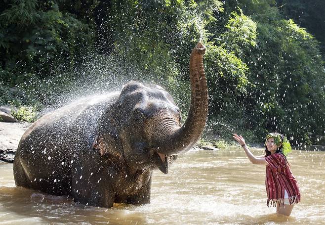 태국 치앙마이 ‘코끼리와의 하루’ 일정 중 여행객이 강에서 물놀이하는 모습. 하나투어 제공