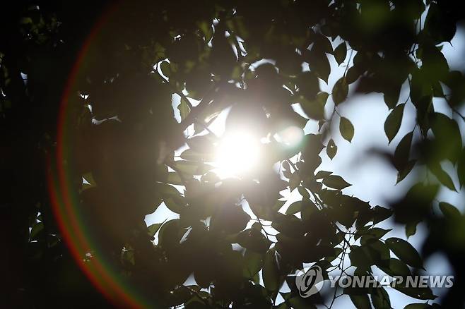 나무 그늘도 소용 없는 뙤약볕(자료사진) [연합뉴스 자료사진]