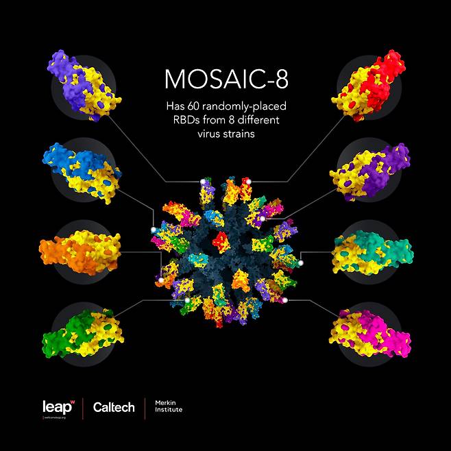 인간과 동물에 감염되는 코로나 바이러스 8종의 스파이크 단백질 60개를 나노 입자에 결합한 모자이크8 백신. 원숭이 실험에서 이번 코로나 대유행을 부른 바이러스는 물론, 동물들에만 감염되는 바이러스까지 차단하는 효과를 보였다. 앞으로 새로운 코로나 바이러스가 인간에 감염돼도 이 백신이 막아낼 수 있다는 의미다./Caltech