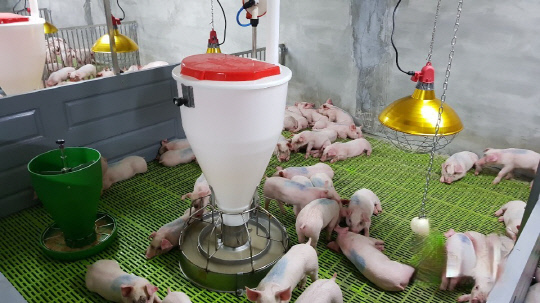 예산군농업기술센터가 고온다습한 여름철을 맞아 돼지 생산성이 떨어지는 것을 방지하기 위해 돈사 안 적정 습도 유지와 청결한 사료 관리를 당부하고 나섰다.사진=에산군 제공
