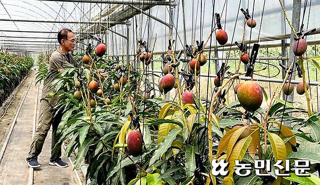 전남 보성군 득량면에서 애플망고를 재배하는 한재윤씨가 생육상황을 점검하고 있다.