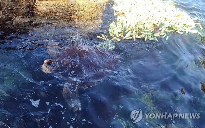 페그물에 걸린 바다거북 (창원=연합뉴스) 지난 19일 오후 4시께 경남 거제시 남부면 갈곶리 바람의 언덕 근처 바닷가에서 폐그물에 걸린채 발견된 바다거북. 마침 근처에서 프리다이빙을 하고 있던 박성제(34)씨가 이 거북이를 발견해 그물을 끊고 구조 후 바다로 돌려보냈다.  2021.6.21 [박성제 씨 제공. 재판매 및 DB 금지] seaman@yna.co.kr