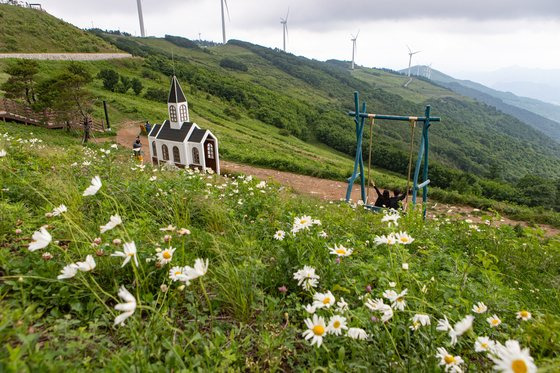 강원도 평창 청옥산은 정상부 ‘육백마지기’까지 자동차로 올라갈 수 있다. 평창군이 조성한 야생화 생태단지는 한여름에도 선선해서 산책하기 좋다. 풍력발전기와 야생화가 어우러진 풍광이 이채롭다.