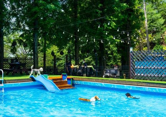 펫파크와 펫수영장에서 고객의 반려견들과 놀아주는 것도 케니의 업무다.