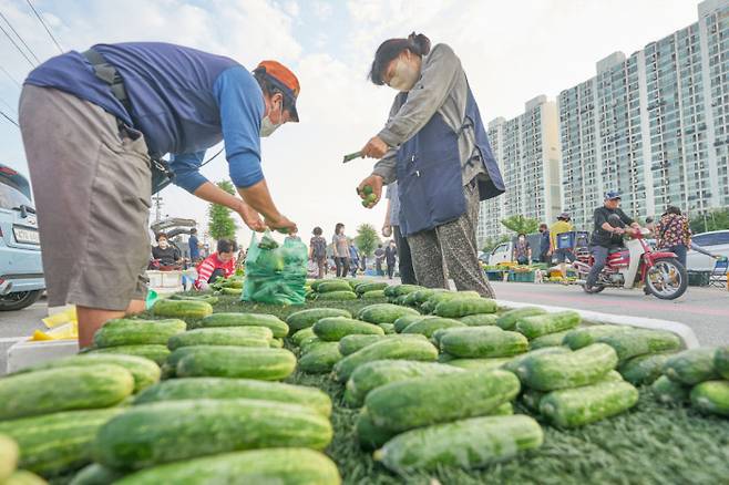 개량 오이와 달리 ‘통통짤막’하지만 육질이 단단하고 청량한 단맛이 일품인 토종 오이.