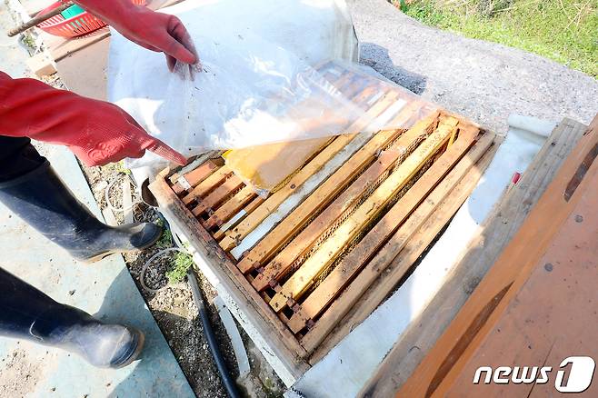 지난해 겨울부터 올 봄 사이 경기도에서 폐사하거나 실종된 꿀벌이 13억7000여만마리에 달하는 것으로 나타났다./뉴스1 © News1 정다움 기자