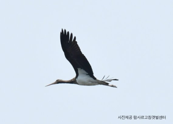 11일 전북 고창군은 먹황새가 고창 갯벌에 나타났다고 밝혔다. /사진=고창군