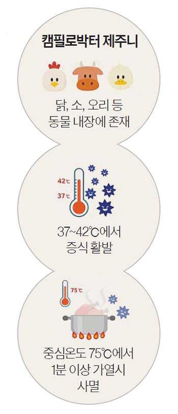 캠필로박터 제주니