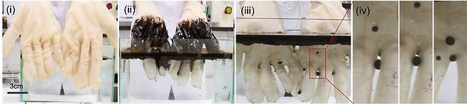 기름장갑(i)에 기름을 묻히고(ii) 다시 물에 넣으면 (iii & iv) 깨끗이 씻겨나가는 모습 (한국과학기술연구원 제공) 2022.07.12 /뉴스1