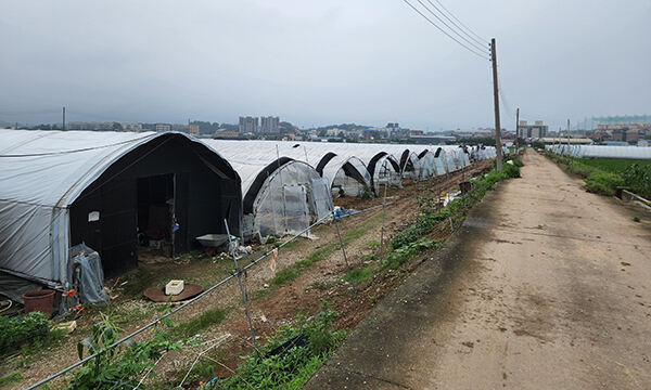 지난 8일 찾은 경기도 포천 비닐하우스 모습. 검은색 차약막이 쳐진 비닐하우스(왼쪽에서 첫번째)는 이곳에서 일하는 이주노동자들의 숙소로 사용되고 있다.
