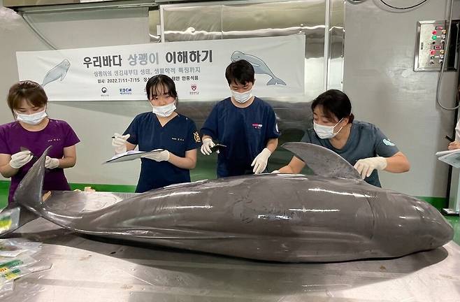 지난 11일 충남 태안군에서 열린 ‘우리바다 상괭이 이야기’ 세미나에서 첫 프로그램으로 상괭이 부검이 진행됐다. 이날 부검을 집도한 오산대학교 이영란 교수가 부검 전 고래의 상태를 설명하고 있다.