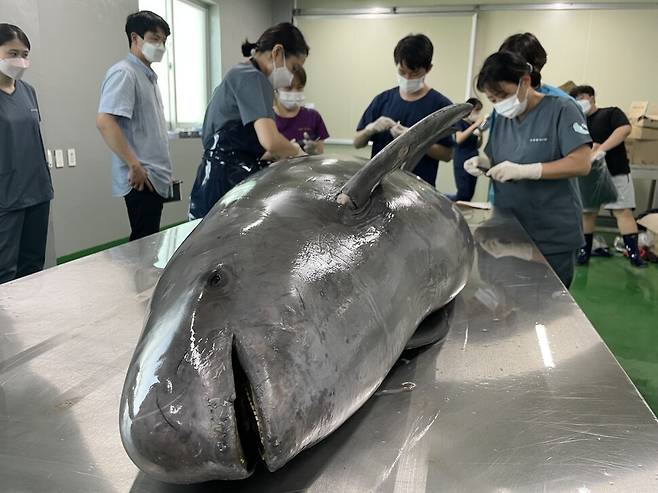 이날 부검이 진행된 상괭이는 7월5일 경남 통영에서 좌초된 개체다.