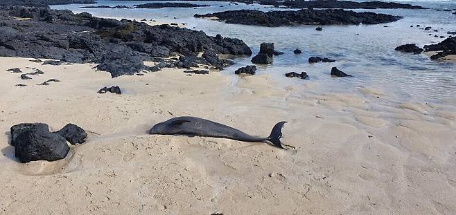 지난해 2월 제주 구좌읍에서 죽은 채 발견된 상괭이. 제주해양경찰서 제공