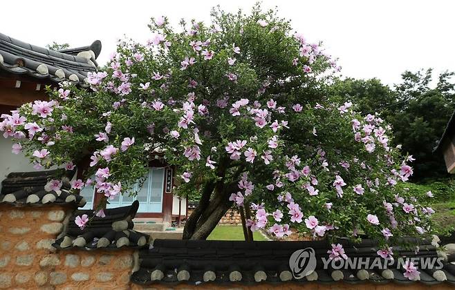 최고령 무궁화의 기개 (강릉=연합뉴스) 유형재 기자 = 13일 국내 최고령 나라꽃 무궁화나무인 강원 강릉시 사천면 방동리 무궁화가 요즘 계속된 무더위에도 꽃을 활짝 피워 늠름한 기상을 뽐내고 있다. 2022.7.13 yoo21@yna.co.kr