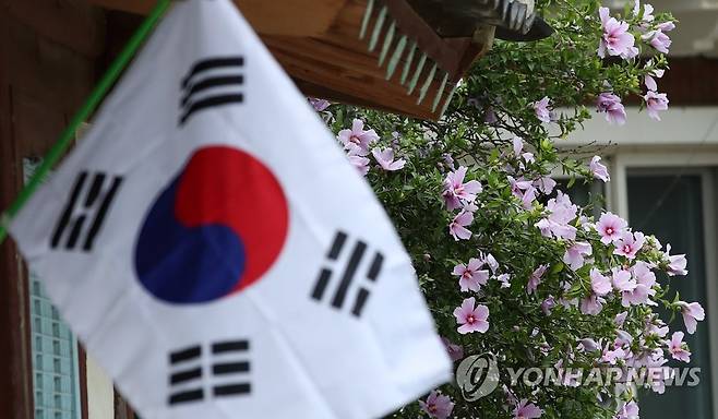 국내 최고령 무궁화 '활짝'…늠름한 기상 뽐내 (강릉=연합뉴스) 유형재 기자 = 13일 국내 최고령 나라꽃 무궁화나무인 강원 강릉시 사천면 방동리 무궁화가 요즘 계속된 무더위에도 꽃을 활짝 피워 늠름한 기상을 뽐내고 있다. 2022.7.13 yoo21@yna.co.kr