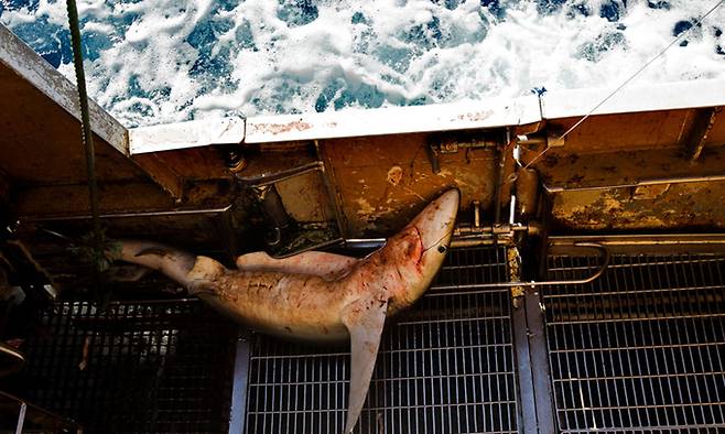 포획된 상어. 그린피스 제공