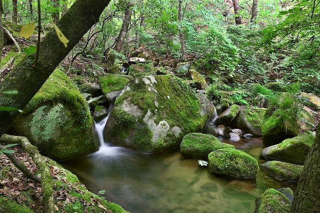 영월 상동 이끼 계곡[사진/조보희 기자]