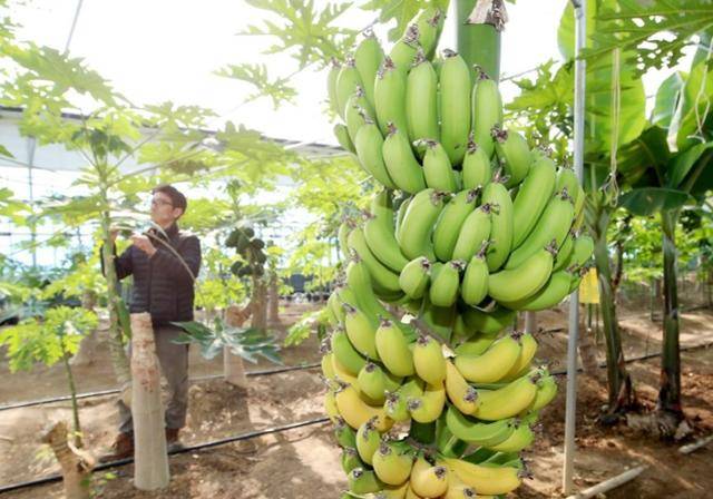 충남 태안군 안면읍 창기리 열대과일 농장인 오행팜연수원 내 시설하우스에서 이용권 대표가 익어가는 바나나를 살피고 있다. 태안군 제공