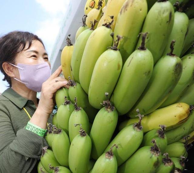 지난해 10월 대구 달서구 옛 두류정수장 터에서 열린 대구 도시농업박람회에서 경북 포항에서 재배한 국내산 바나나가 눈길을 끌고 있다. 대구= 연합뉴스