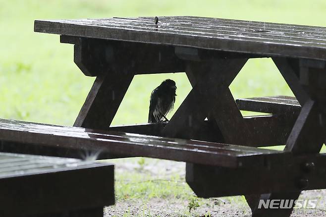 [서울=뉴시스] 백동현 기자 = 비가 내리는 13일 오후 서울 성동구 서울숲테이블 아래에서 까치 한 마리가 비를 피하고 있다. 2022.07.13. livertrent@newsis.com