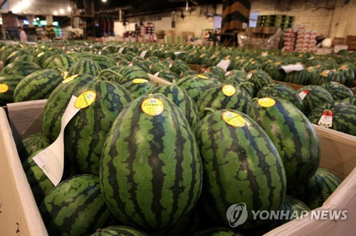 ▲ 여름철을 맞아 본격 출하되고 있는 명품 ‘양구수박'