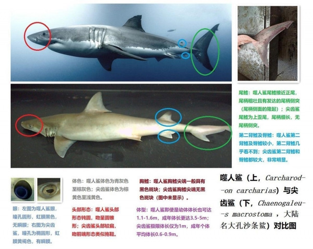 (상단) 백상아리, (하단) 훅투스 상어. 지무뉴스 홈페이지 캡처