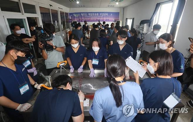 제주서 발견된 돌고래 사체 부검 (제주=연합뉴스) 전지혜 기자 = 19일 제주시 한림읍 한국수산자원공단 제주본부에서 제주대와 서울대가 주관하는 해양포유류 부검 교육이 이뤄지고 있다. 이번 교육에는 전국 8개 대학 수의대 학생 26명과 다양한 기관의 연구원 등이 참여했다. 2022.7.19 atoz@yna.co.kr