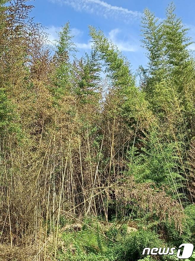 20일 오전 찾은 전남 담양군 담양읍 두곡리의 한 대나무 군락지. 대나무 군락 외곽부분을 중심으로 잎이 누렇게 말라가는 현상을 목격할 수 있다. 2022.7.20/뉴스1 © News1 박영래 기자