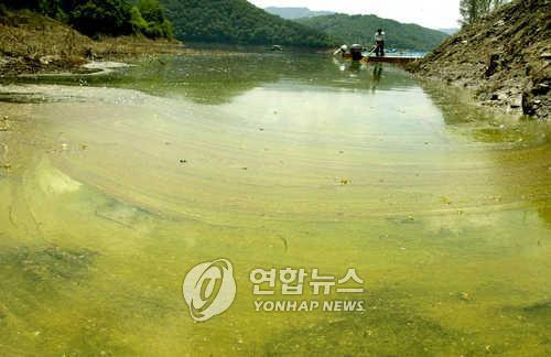 대청호 회남수역에서 발생했던 녹조 [연합뉴스 자료사진]