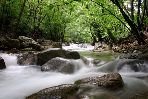 1경 계룡산 - 동학계곡의 여름