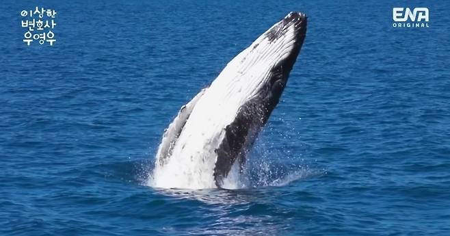 ▲ 이상한 변호사 우영우. 출처ㅣENA 방송화면 캡처